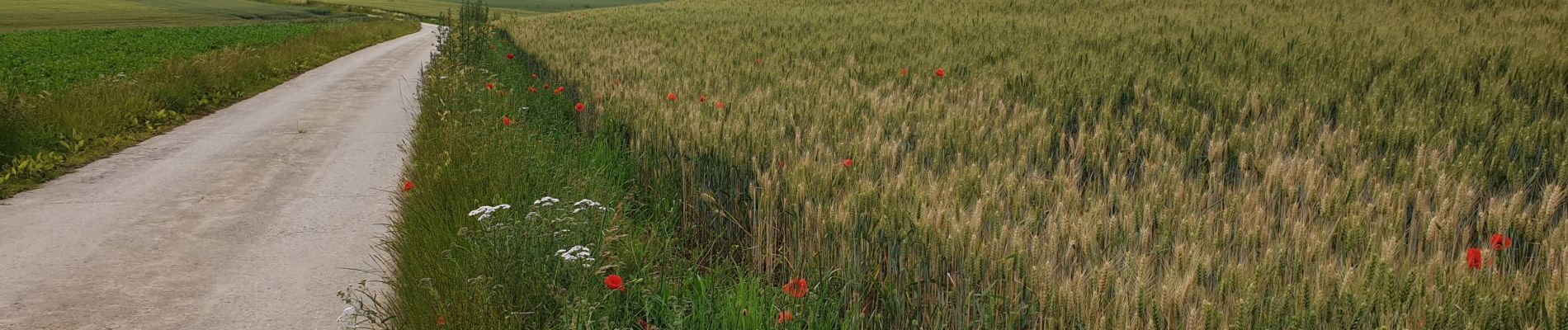 Percorso Marcia Les Bons Villers - Frasnes 20.06.19 - Photo