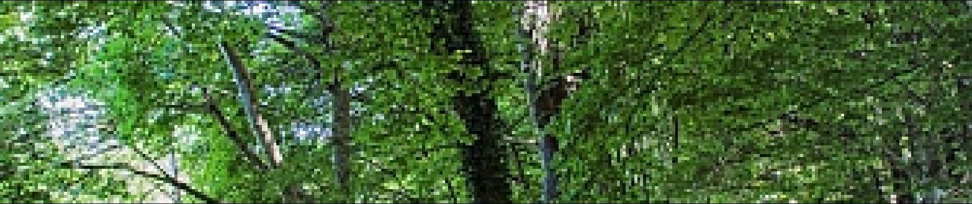 Trail Walking Volvic - Le tour des bois  - Photo