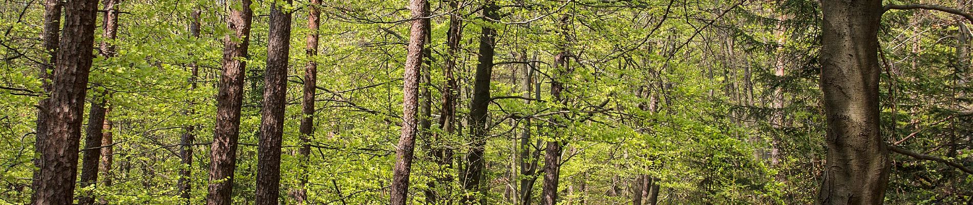 Randonnée A pied Hirschbach - Eschenfelden Rundweg 10 - Photo