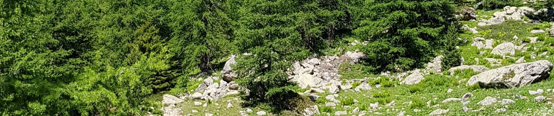 Tocht Stappen Saint-Martin-Vésubie - Boreon Trecolpas pas de Ladre Cougourde - Photo