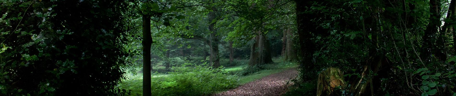 Trail On foot Aachen - Waldrundweg Rot 1 - Photo