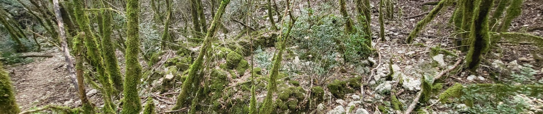 Excursión Senderismo Labastide-de-Virac - labastide pont d'arc - Photo