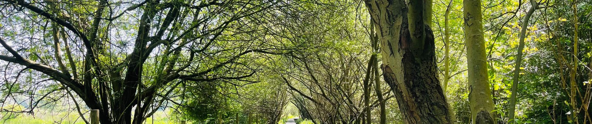 Randonnée Marche Tongres - De Kevie : la promenade du Geer à Tongres  - Photo