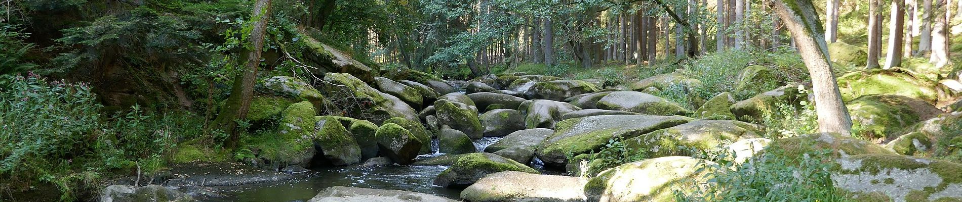 Excursión A pie Windischeschenbach - Waldnaabtal Uferpfad - Photo