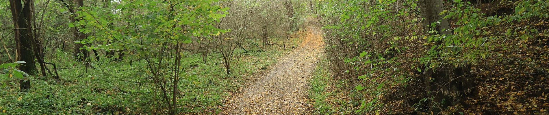 Tocht Te voet Křečovice - [Ž] Psané skály - Třebsín - Photo