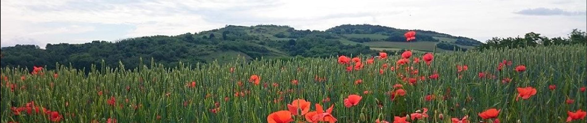 Tour Wandern Chas - Chas_Puy_Pileyre - Photo