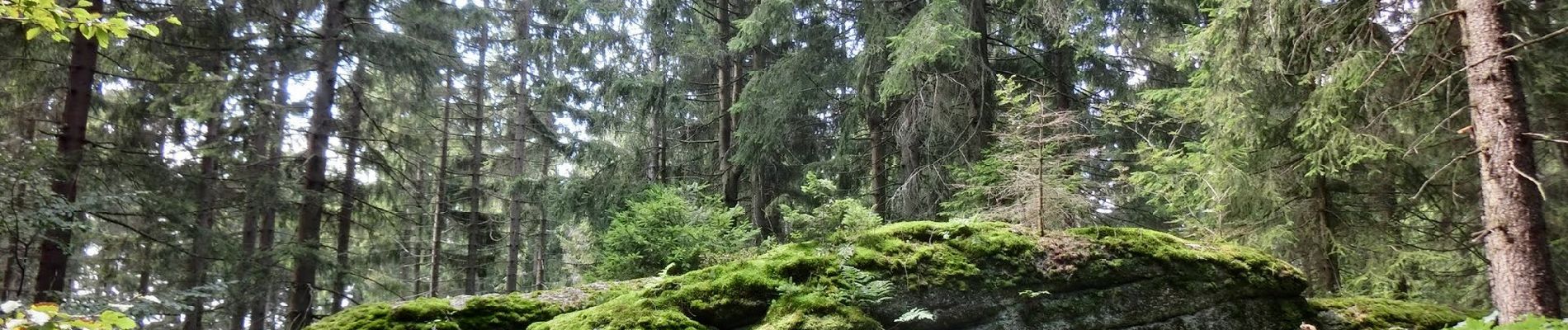 Randonnée A pied Fichtelberg - Fichtelberger Bergamtsweg - Photo