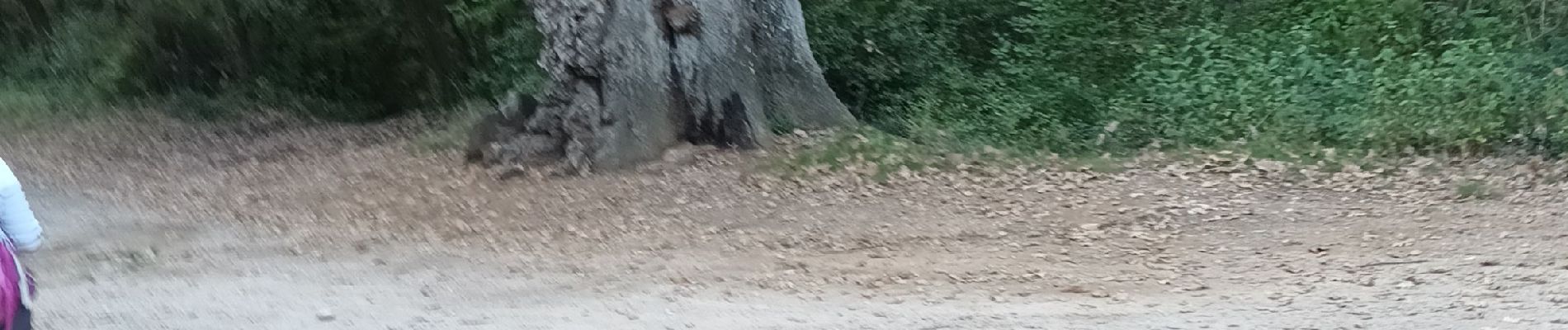 Tocht Stappen Murviel-lès-Montpellier - Murvielle les Mtp  - La Mochère -Mas de Vedas - Photo