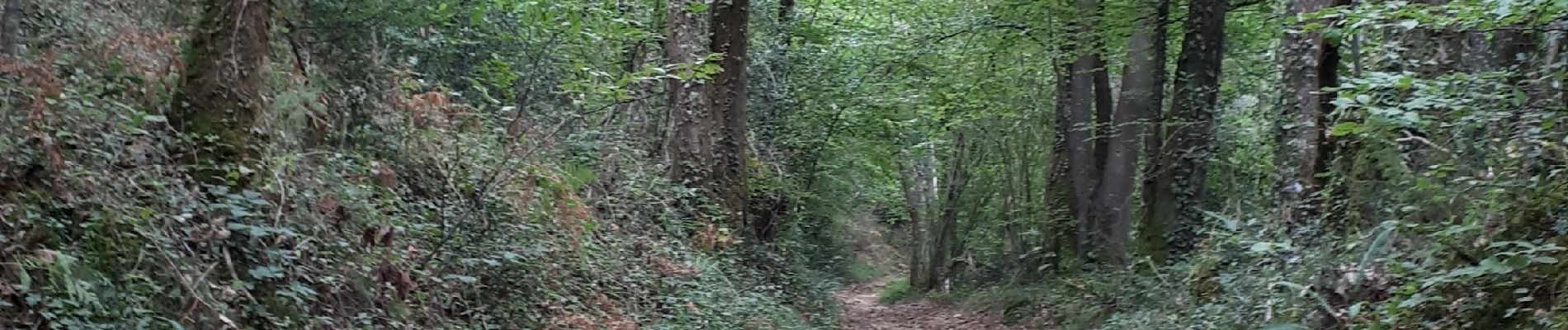 Excursión Senderismo Rontignon - sentier des crêtes Rontignon - Photo