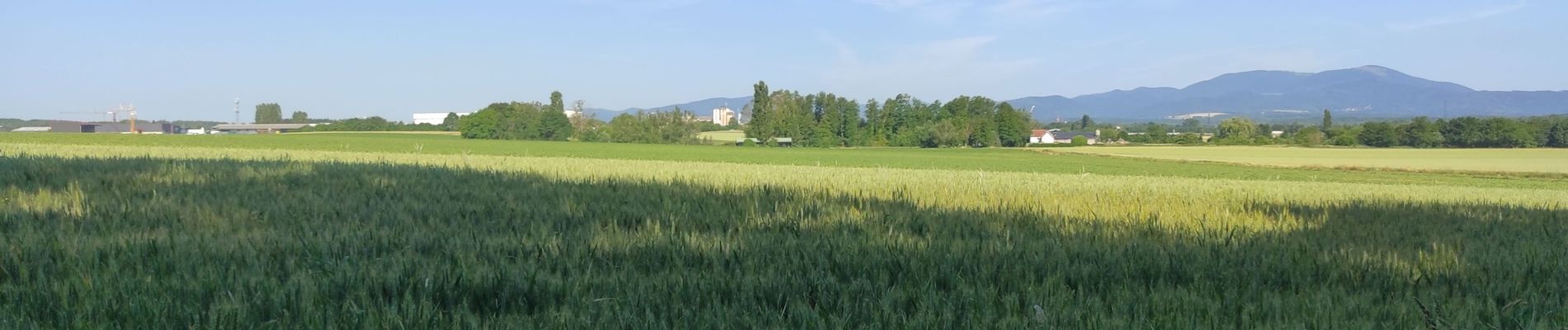 Randonnée Marche Heimsbrunn - HeimReinParaisVogel - Photo