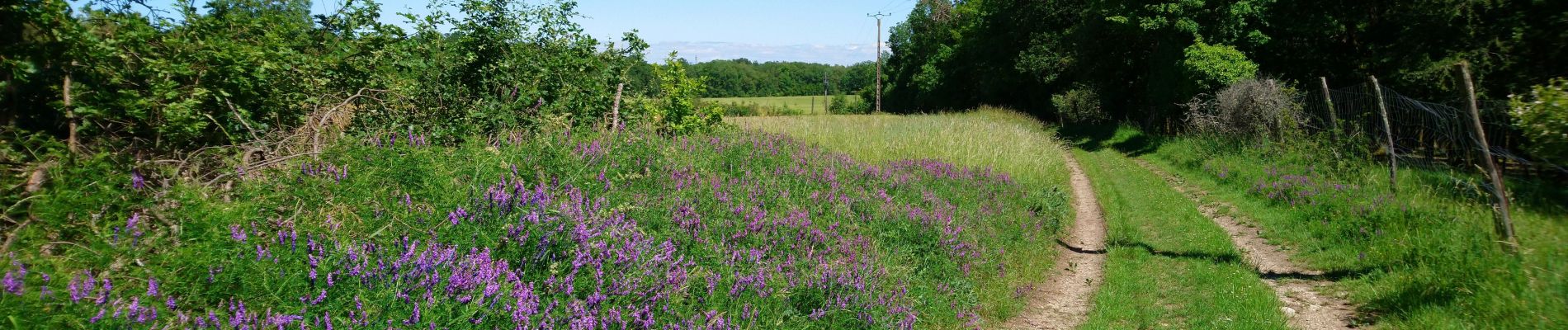 Trail Walking Artannes-sur-Indre - Artannes-sur-Indre - la Mânerie - GRP PR - 14.5km 100m 3h00 - 2021 06 05 - Photo