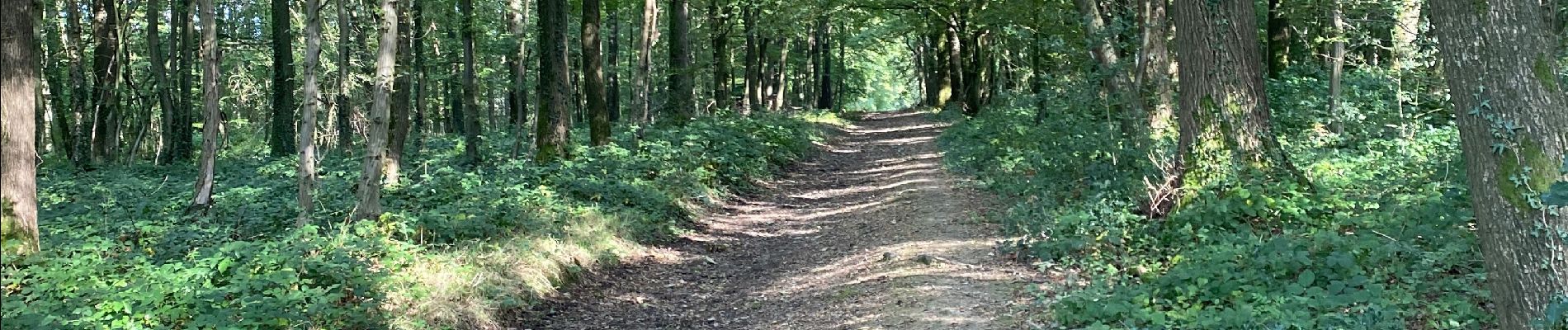 Tour Wandern Gerpinnes - Automnale du Tournibus - Photo