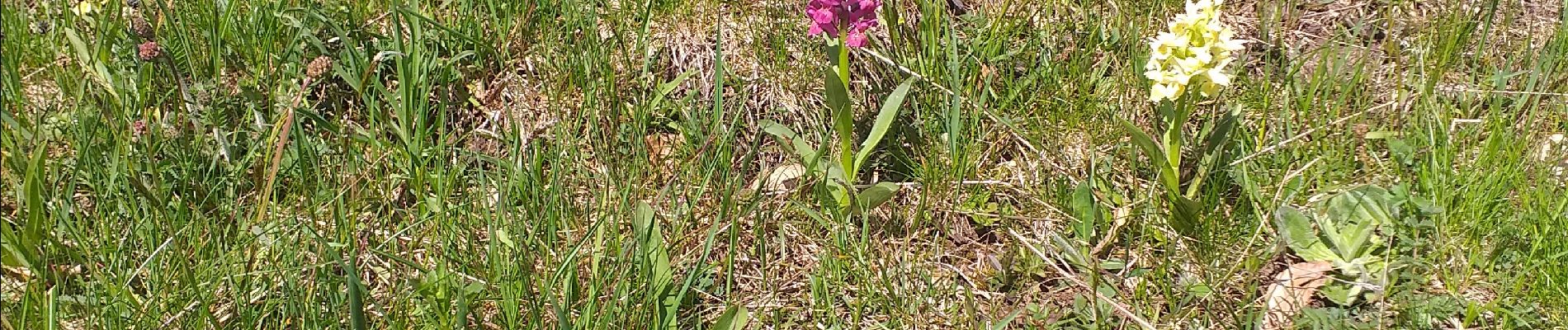 Randonnée Marche Bellecombe - crêt chalam borne au lion - Photo