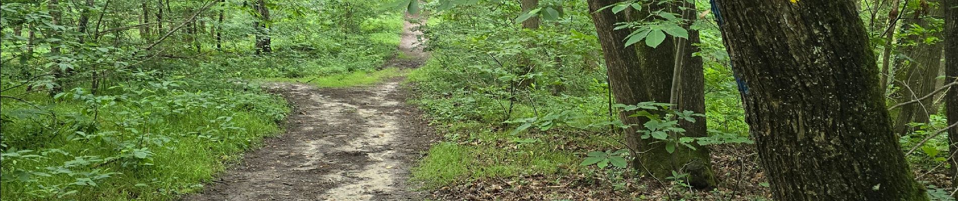 Randonnée Marche Les Granges-le-Roi - Forêt domaniale de Dourdan  - Photo