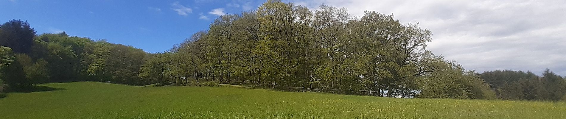 Excursión A pie Heiligkreuzsteinach - Rundwanderweg Heiligkreuzsteinach 7: Waldeck-Weg - Photo