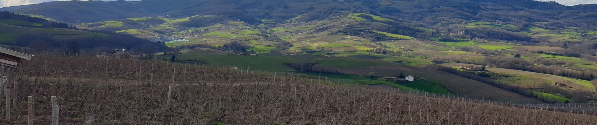 Trail Walking Fleurie - Fleurie - Photo