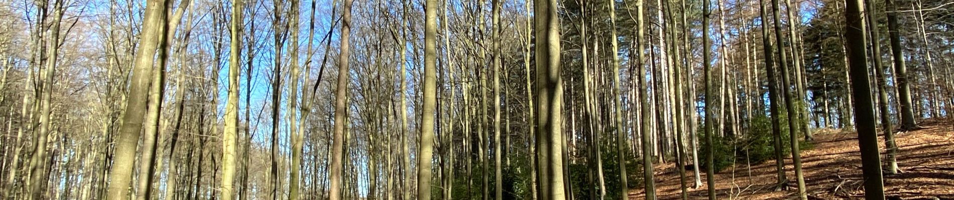 Percorso Marcia Halle - Dans le Bois de Halles - Photo