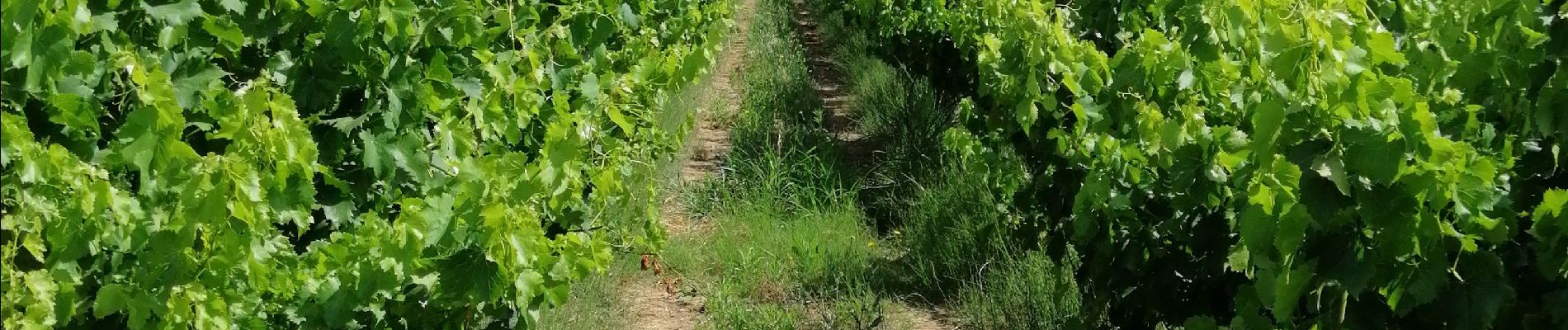 Percorso Bici da strada Goudargues - boucle Goudargues-Frigoulet-Cornillon  - Photo