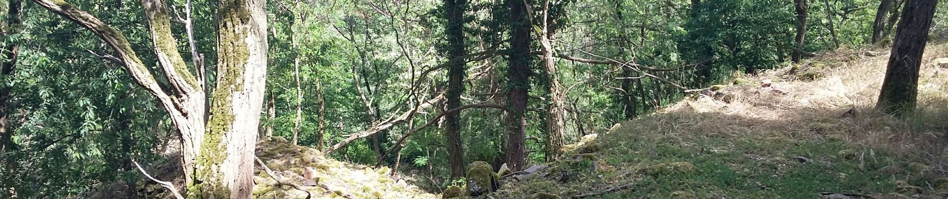 Tour Wandern Geberschweier - Boucle Gueberschwihr Schauenberg - Photo