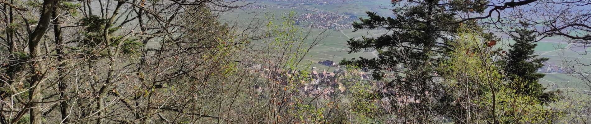 Tocht Stappen Westhalten - Westhalden Schaùenberg - Photo