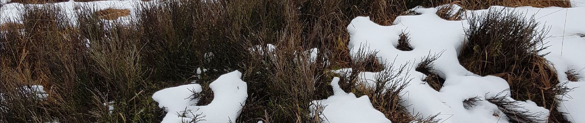 Randonnée Marche Waimes - Hautes Fagnes-Eifel  - Photo