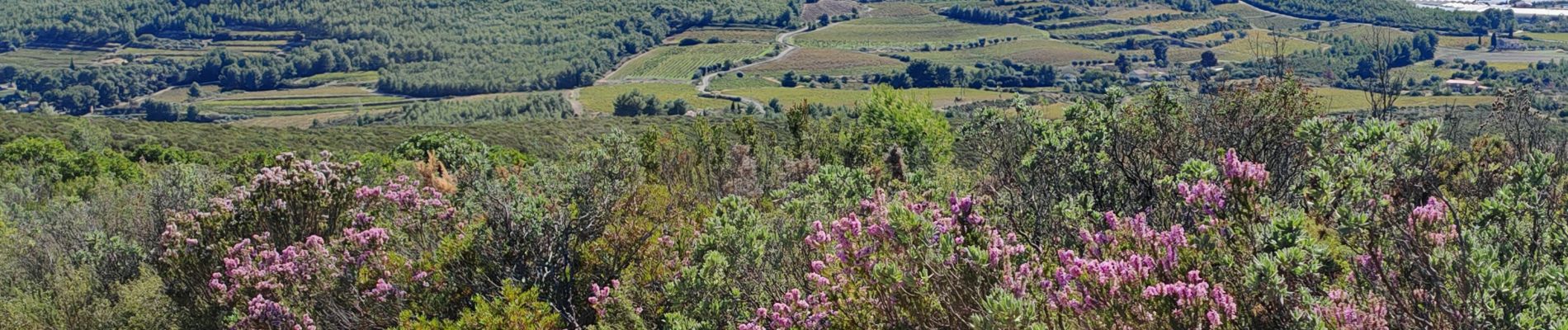 Tocht Stappen Le Castellet - vers le fou de Ceyrestes - Photo