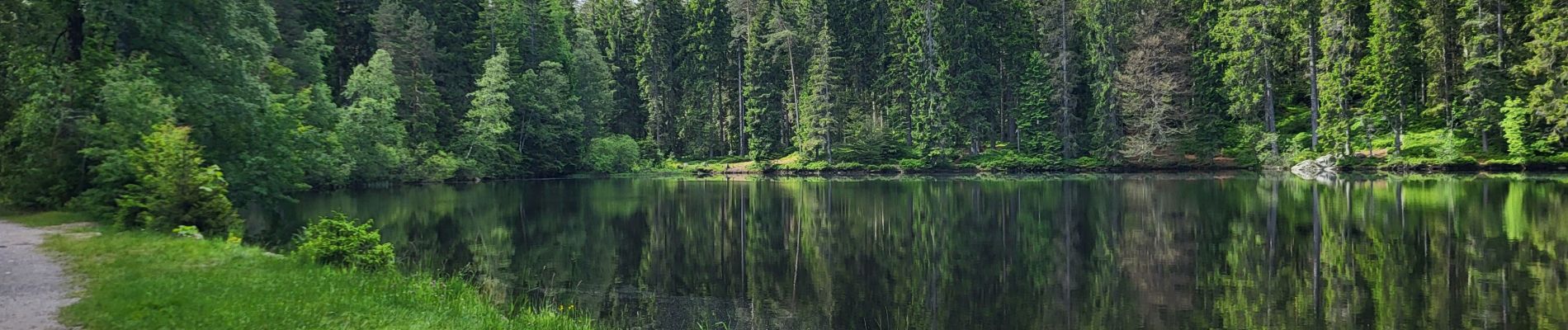 Excursión Senderismo Hinterzarten - Hinterzarten - Mathisleweiher - Photo