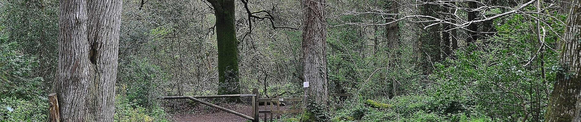 Tocht Te voet East Devon - Ashclyst Red Walk - Photo