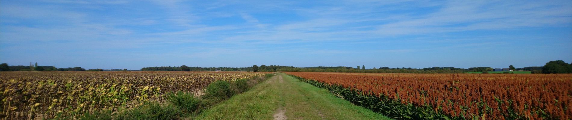 Tour Wandern Sorigny - Sorigny - GR655 la Couarde - 18.4km 60m 4h05 - 2023 09 24 - Photo