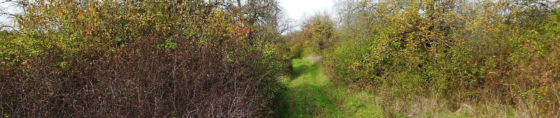 Tocht Te voet Hluk - Hlubočský okruh - modrá - Photo