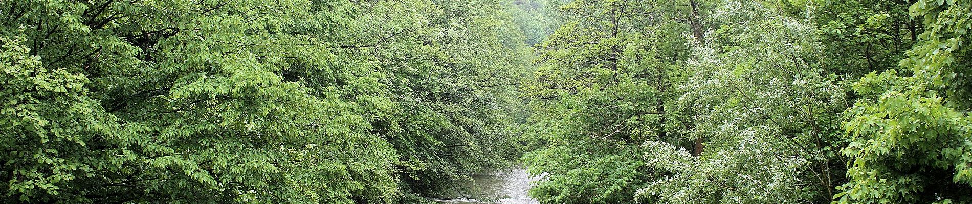 Tocht Te voet Gemeinde Heiligenkreuz - Cholerakapelle - Kalkgraben - Photo