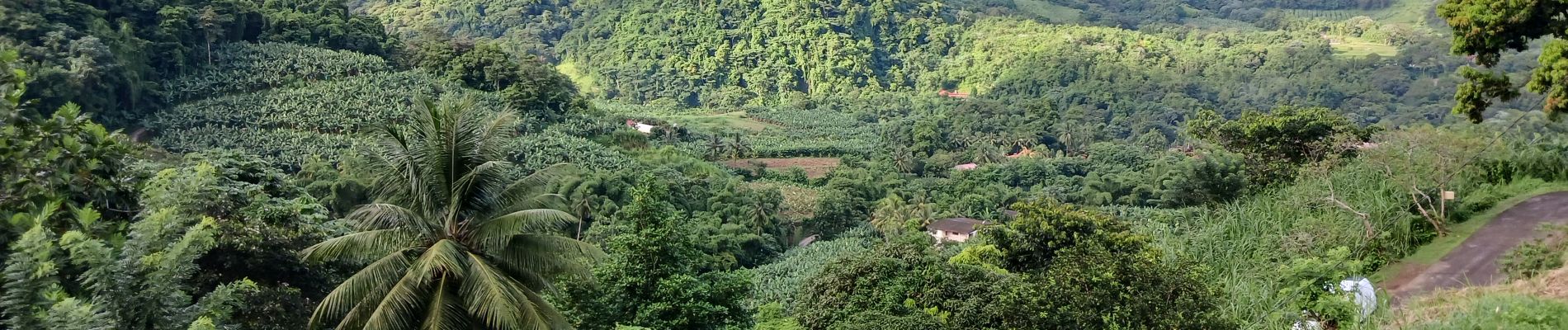 Percorso Marcia Le Lorrain - Plateau Morne Capot en boucle via Fond Labour - Photo