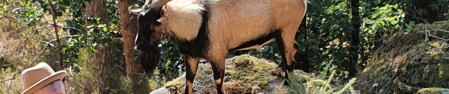 Tour Wandern Saint-Pierre-lès-Nemours - balade avec un bouc - Photo