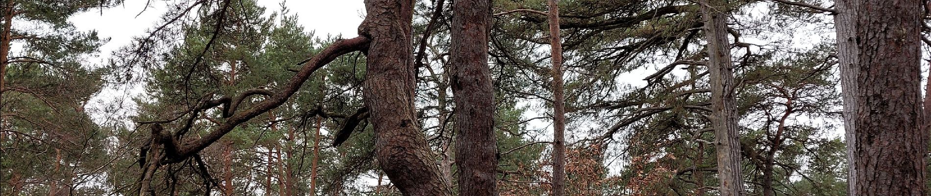 Point of interest Fontainebleau - Unnamed POI - Photo