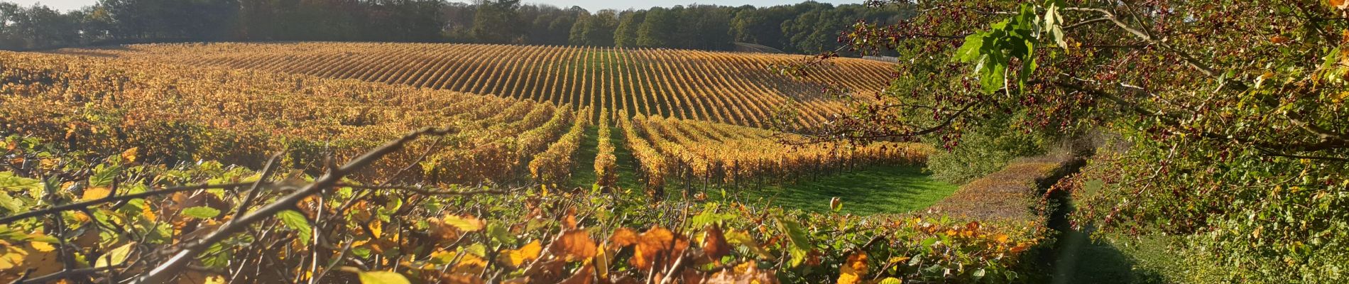 Tour Wandern Court-Saint-Étienne - Tangissart et son Vignoble - Photo