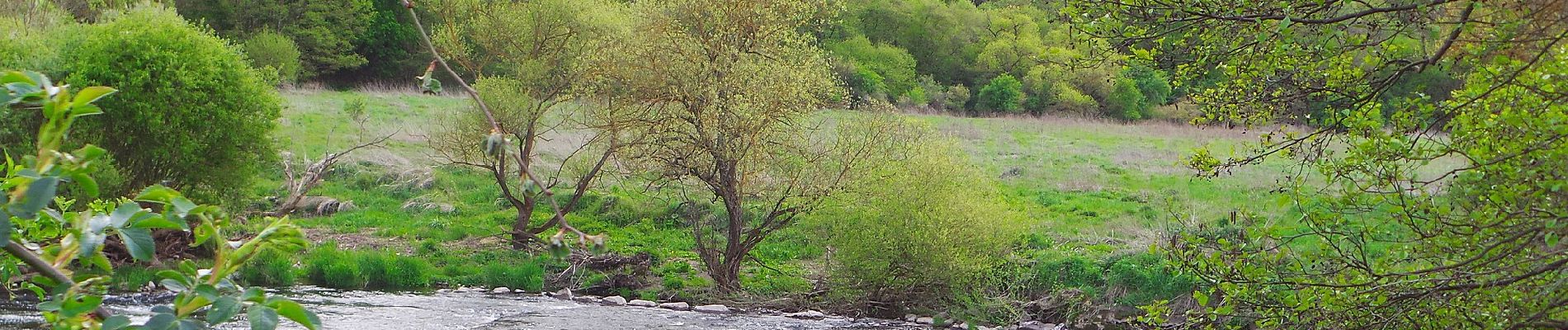 Excursión A pie Waldböckelheim - Waldböckelheimer 