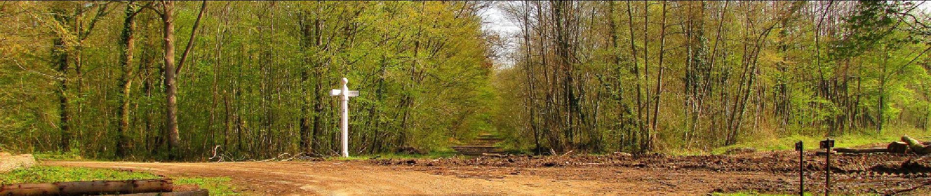 Tour Wandern Rethondes - en forêt de Laigue_1_le Grand Octogone - Photo