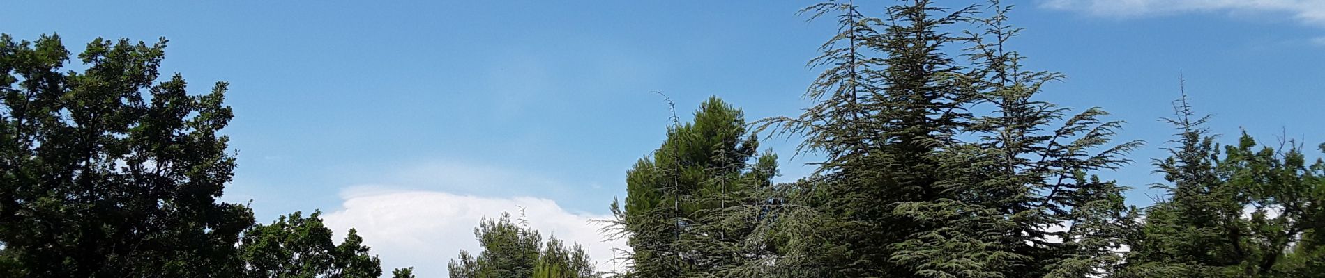 Randonnée Marche Roaix - Roaix : Bois des Abrigeaux - Photo