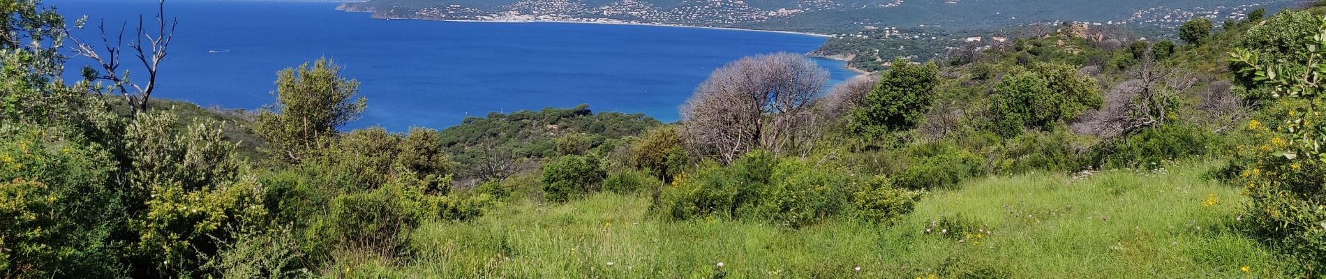 Trail Walking La Croix-Valmer - Cap lardier cap Caillat rando - Photo