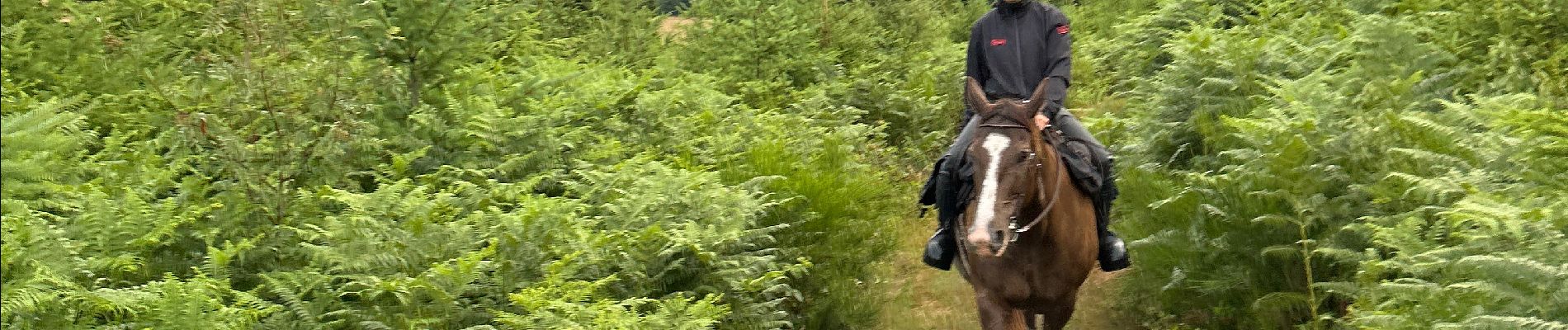 Excursión Paseo ecuestre Neufchâteau - Bois d’Ospot depuis les pompiers - Photo