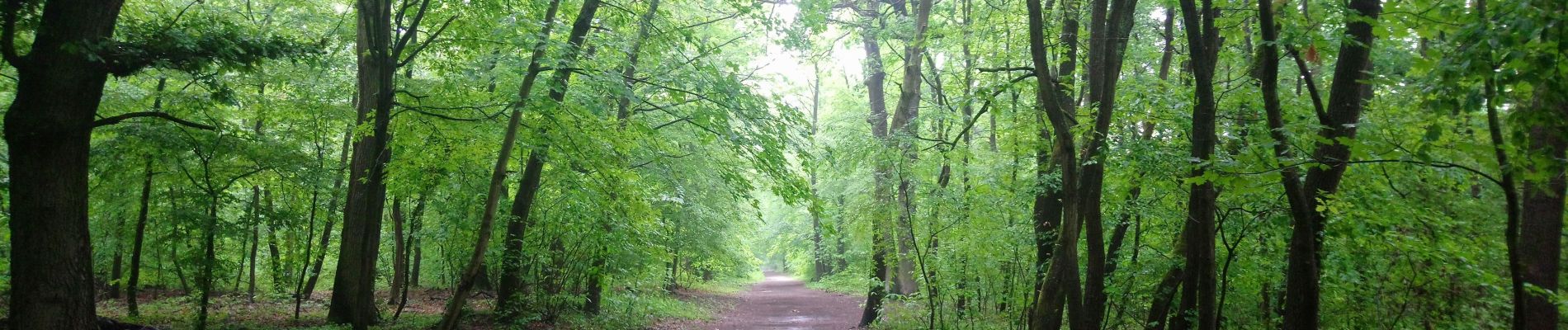 Randonnée Marche Le Mesnil-le-Roi - Huit dans la forêt  - Photo