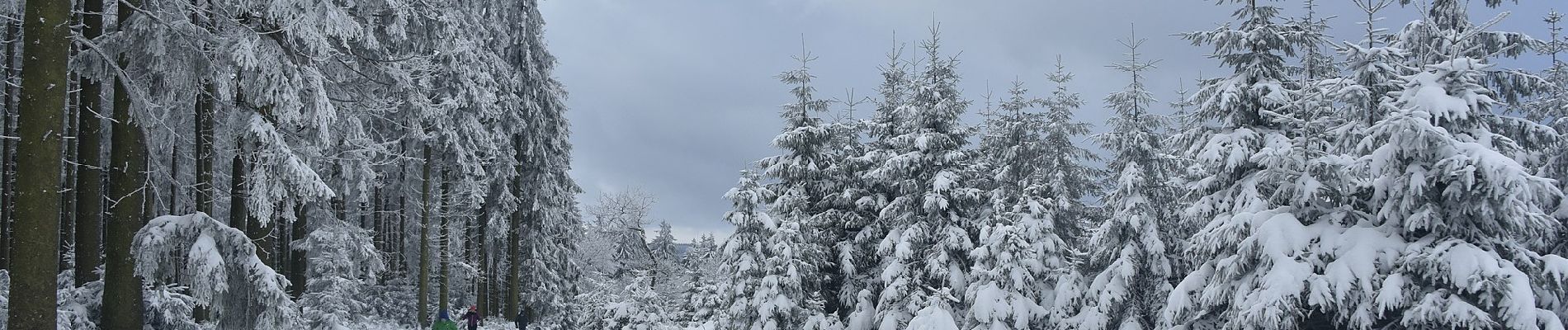 Tour Zu Fuß Malmedy - Baraque Michel : Promenade Chien - Photo