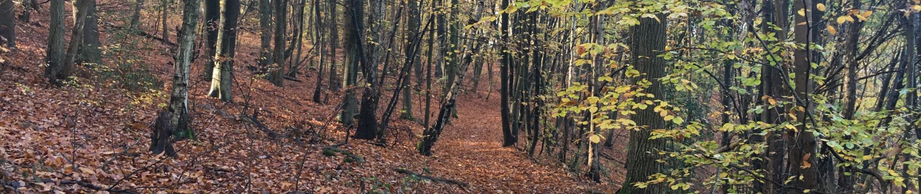 Tocht Stappen Chaudfontaine - Beaufays mare aux chevreuils  - Photo