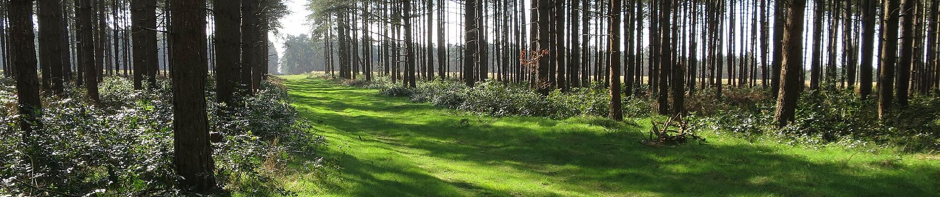 Percorso A piedi West Suffolk - Firecrest Trail - Photo