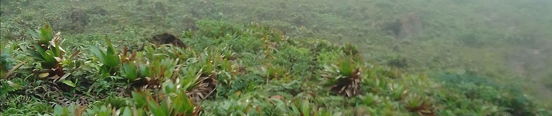 Excursión Senderismo Saint-Claude - la Soufrière  - Photo