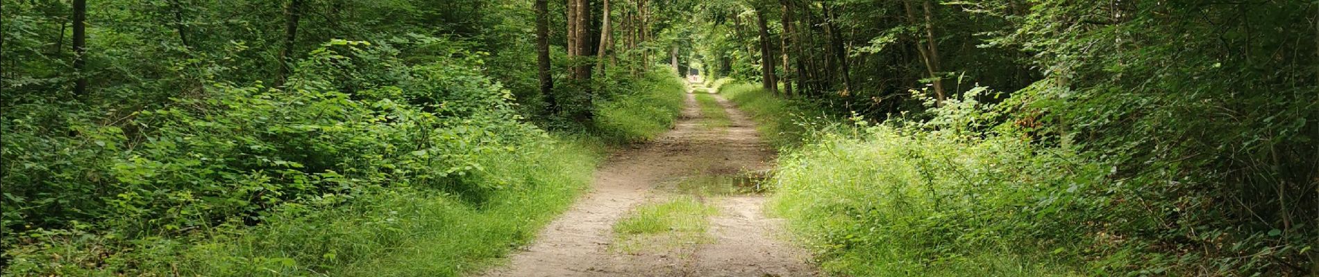 Tocht Huifkarwandeling Coye-la-Forêt - randonné jl Dark 1 er juillet - Photo