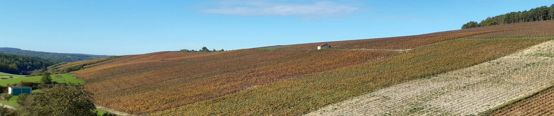 Excursión Senderismo Neuville-sur-Seine - Les vignes champenoises - Photo