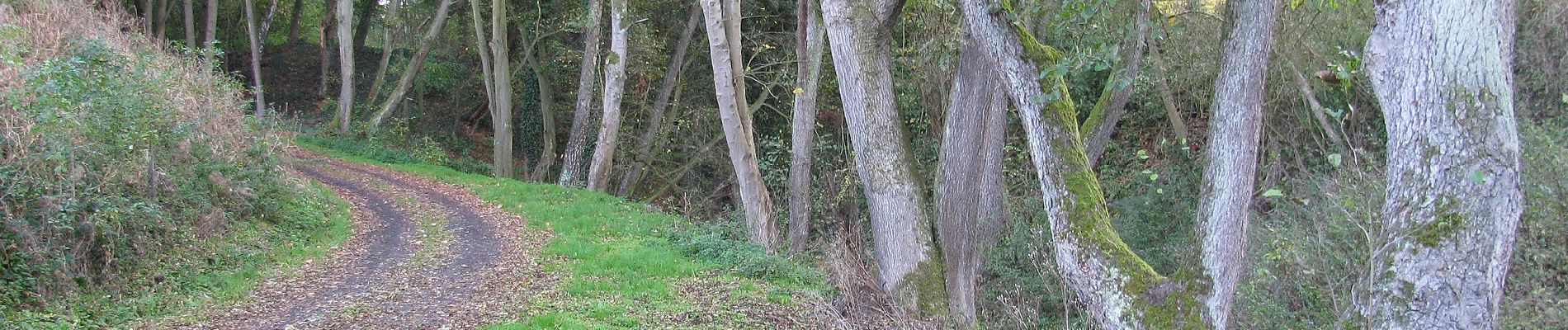 Tocht Te voet Kaufungen - Niederkaufungen, Rundweg 29 - Photo