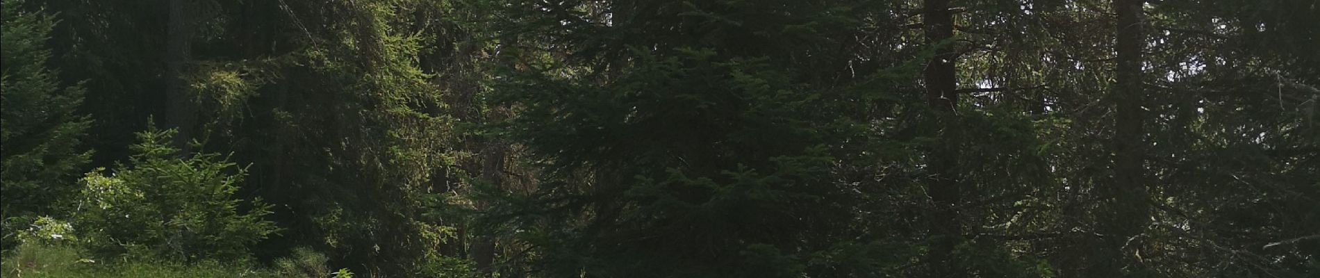 Tocht Noords wandelen Arbaz - Anzère par les Evouettes  - Photo