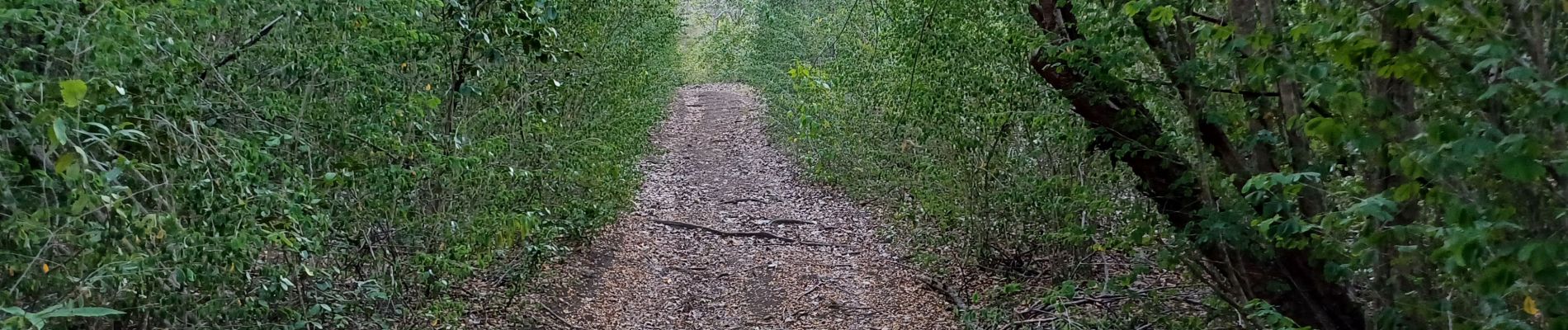 Tocht Stappen Le François - Presqu'île/ Monerot  - Photo